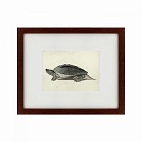 картина: a hand-painted illustration of a burmese roofed turtle, 1873 в Ангарске