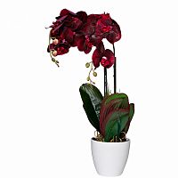 орхидея бордовая в горшке 58 см в Ангарске