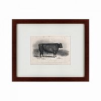 картина: a devon bull, 1849 в Ангарске