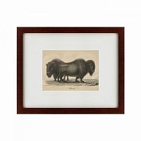 картина: bison, 1828 в Ангарске
