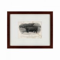 картина: a devon steer, 1869 в Ангарске