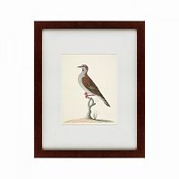 картина: the brown bird в Ангарске