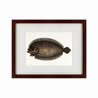 картина: sole fish, 1722 в Ангарске
