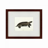 картина: a hand-painted illustration of an arakan forest turtle, 1872 в Ангарске