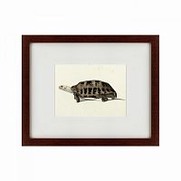 картина: a hand-painted illustration of an elongated tortoise, 1873 в Ангарске