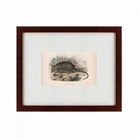 картина: armadillo, 1860 в Ангарске