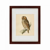 картина: brown owl, 1760 в Ангарске