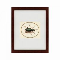 картина: beetle, 1700 в Ангарске