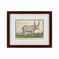 картина: cape ox, 1778 в Ангарске